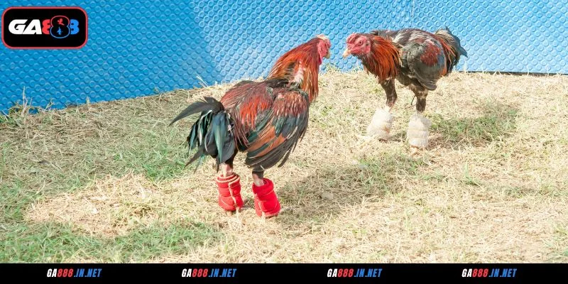 Các hình thức đá gà thu hút người chơi tại GA28