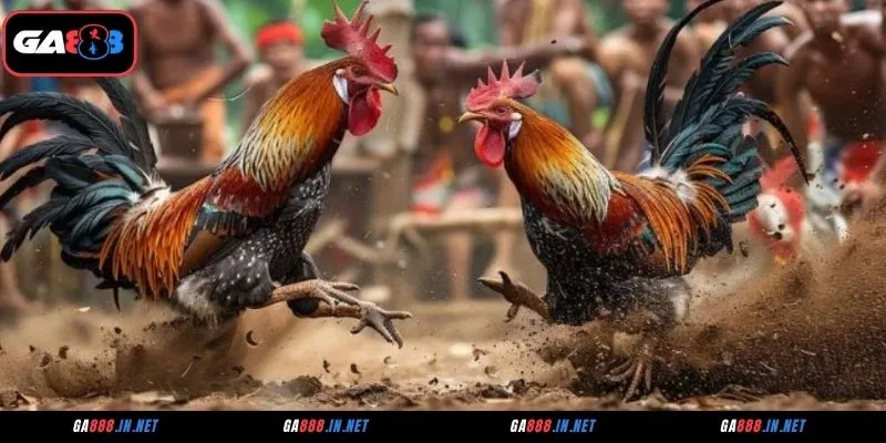 Đá Gà CFE – Sảnh Cá Cược Kịch Tính, Tỷ Lệ Thắng Cao 2 Giới thiệu chung về sảnh đá gà CFE