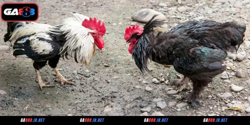 Giới thiệu sảnh đá gà GA28