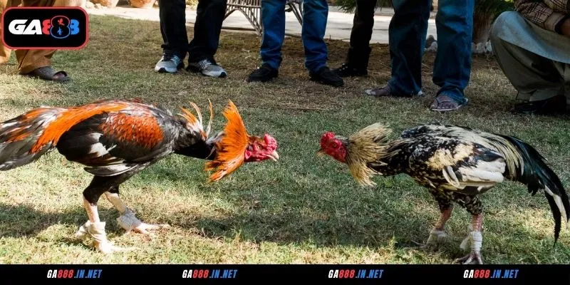 Đá Gà ICF – Nơi Hội Tụ Các Trận Chiến Kê Đỉnh Cao 2 Giới thiệu về sảnh đá gà ICF