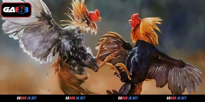 Đá Gà CFE – Sảnh Cá Cược Kịch Tính, Tỷ Lệ Thắng Cao 3 Lý do sảnh đá gà CFE được người chơi ưa chuộng tại GA888