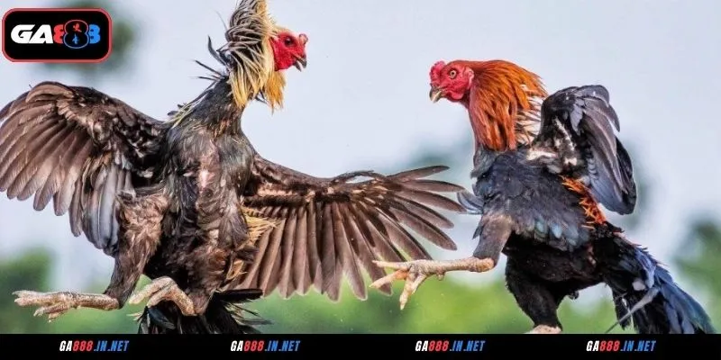 Đá Gà ICF – Nơi Hội Tụ Các Trận Chiến Kê Đỉnh Cao 3 Những điểm tạo nên sức hút của đá gà ICF GA888