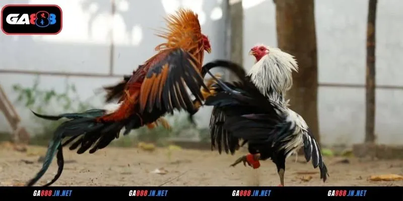 Đá Gà CFE – Sảnh Cá Cược Kịch Tính, Tỷ Lệ Thắng Cao 4 Những trận đá gà CFE đáng theo dõi