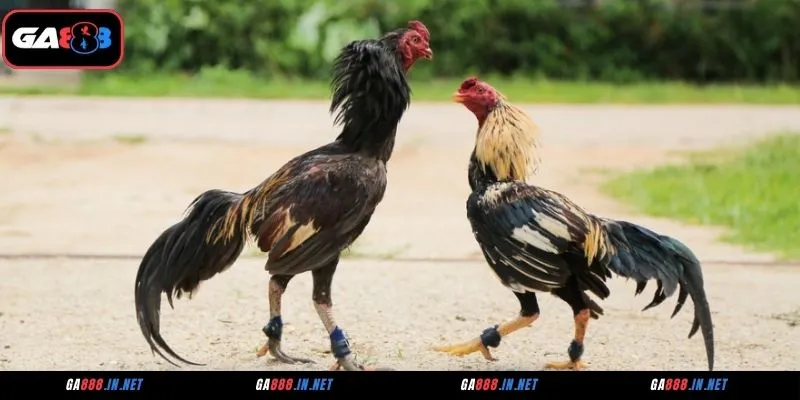 Đá Gà ICF – Nơi Hội Tụ Các Trận Chiến Kê Đỉnh Cao 4 Tổng hợp những trận đá gà ICF GA888 kịch tính, mãn nhãn